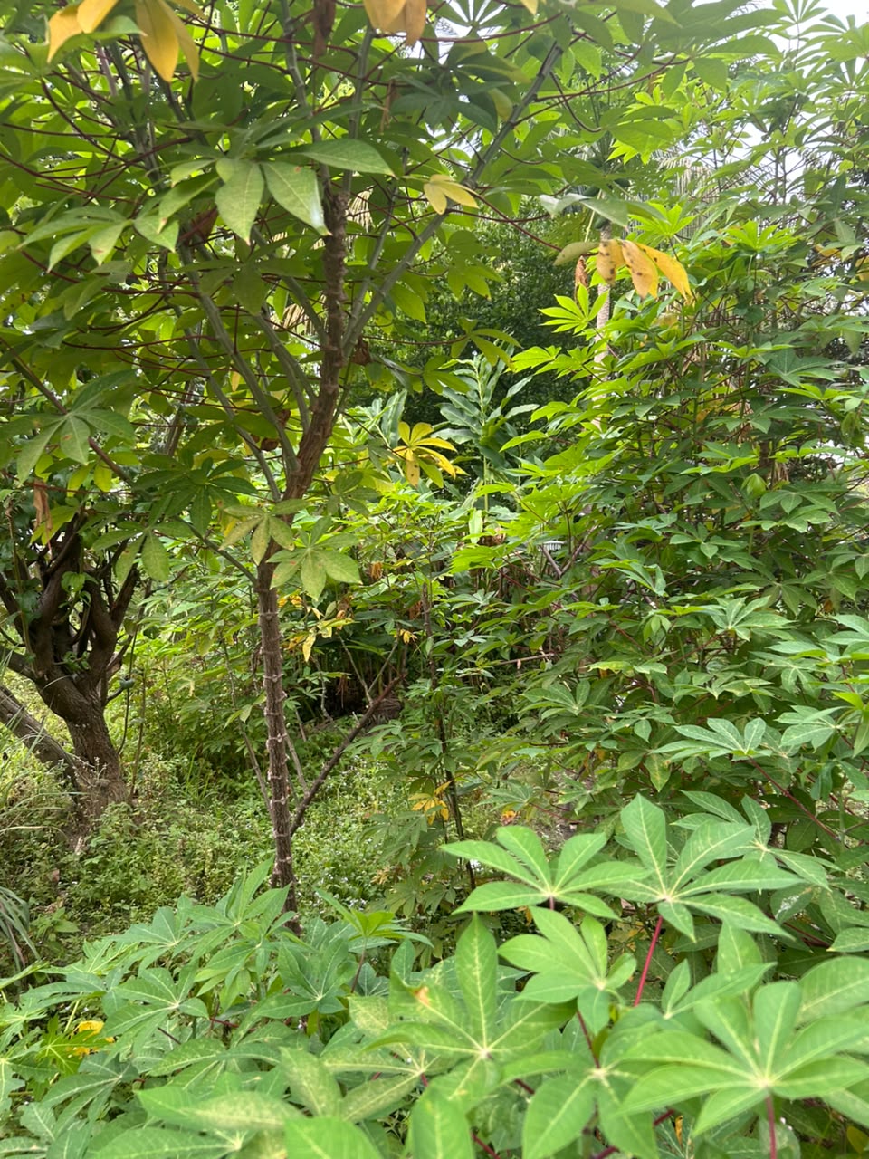 MESYUARAT AJK BIL.6 - 14 0G0S 2026 / 9.30 MLM/ LOKASI BILIK MEETING D'REBAN FOREST JIS-A